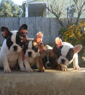 AKCFrenchBulldogPuppies